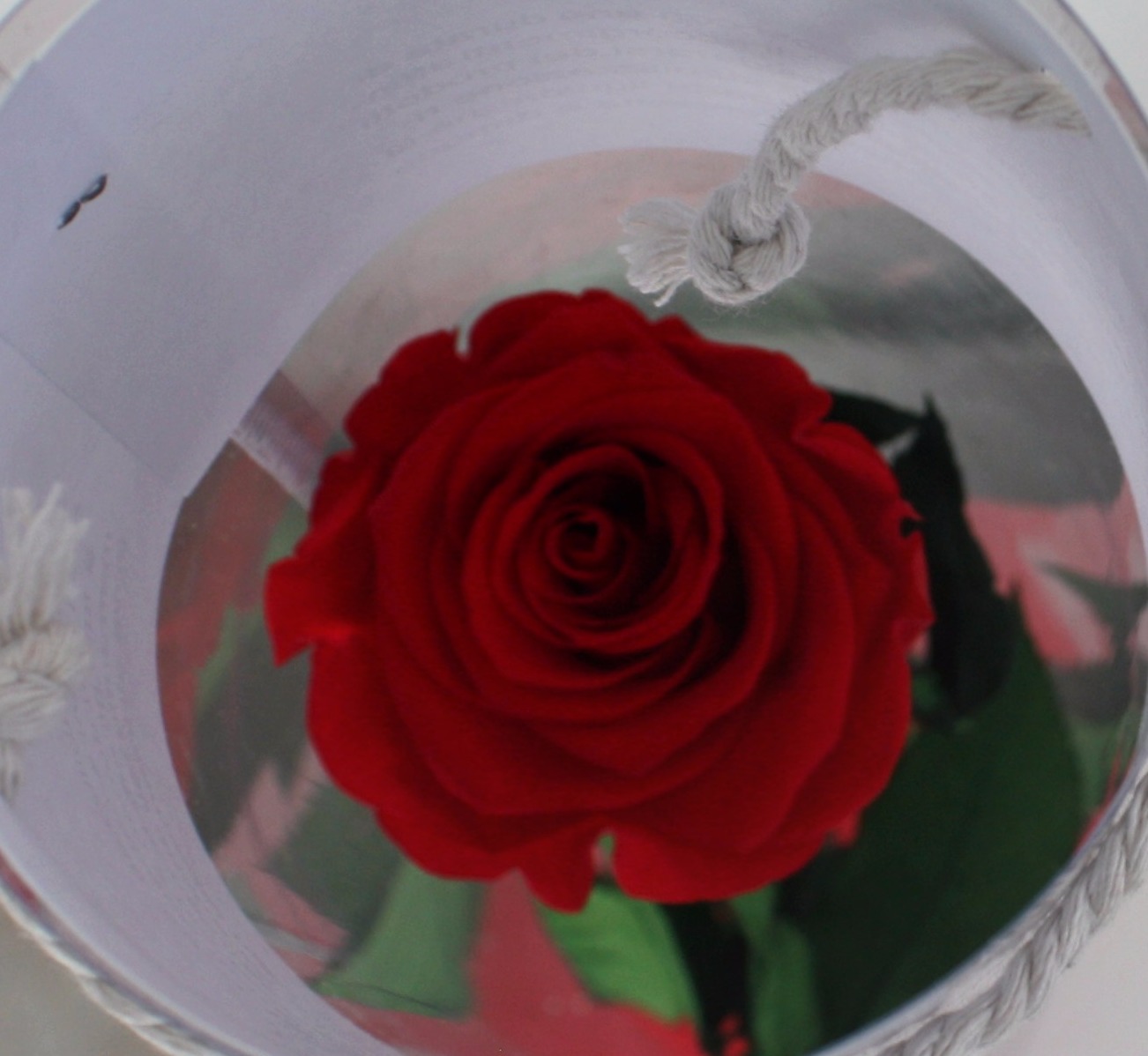 rosa vera stabilizzata in tubolare pvc