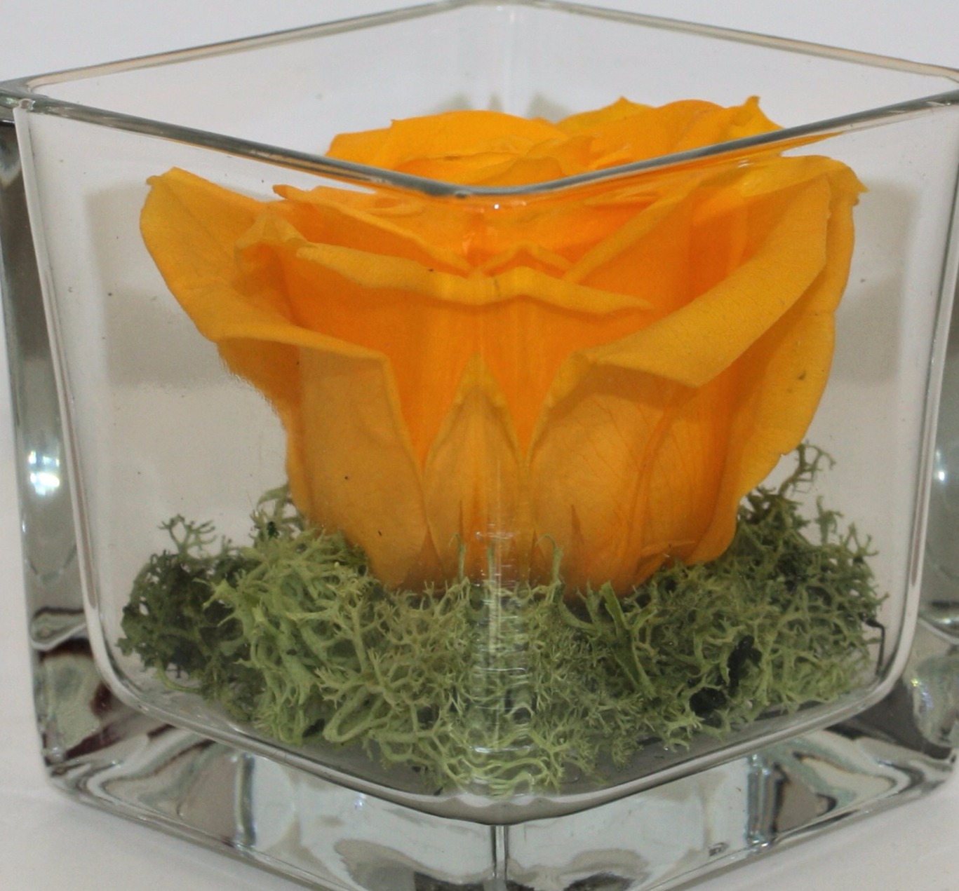 rosa vera stabilizzata in cubo di vetro